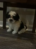 Shih tzu, a female Shih Tzu for sale in New Haven, MI – Photo 4 of 5