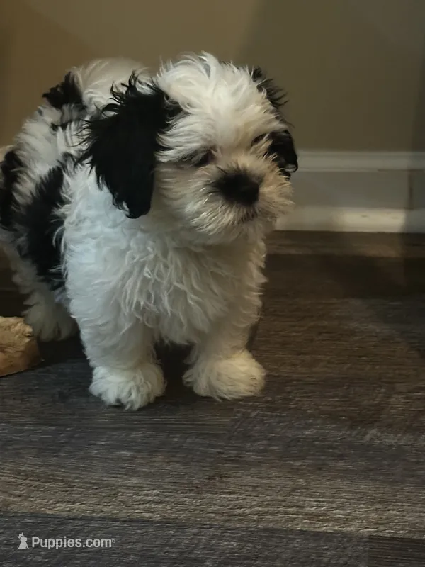 Shih tzu