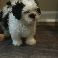 Shih tzu, a female Shih Tzu for sale in New Haven, MI – Photo 1 of 5