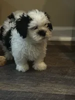 Shih tzu, a female Shih Tzu for sale in New Haven, MI – Photo 1 of 5