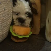 Shih tzu, a female Shih Tzu for sale in New Haven, MI – Photo 5 of 5