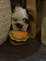 Shih tzu, a female Shih Tzu for sale in New Haven, MI – Photo 5 of 5