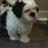 Shih tzu, a female Shih Tzu for sale in New Haven, MI – Photo 3 of 5