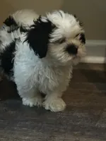 Shih tzu, a female Shih Tzu for sale in New Haven, MI – Photo 3 of 5