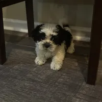 Shih tzu, a female Shih Tzu for sale in New Haven, MI – Photo 2 of 5