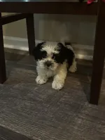 Shih tzu, a female Shih Tzu for sale in New Haven, MI – Photo 2 of 5