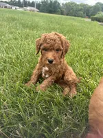 Goldendoodle, a male Goldendoodle for sale in New Haven, MI – 4 of 4
