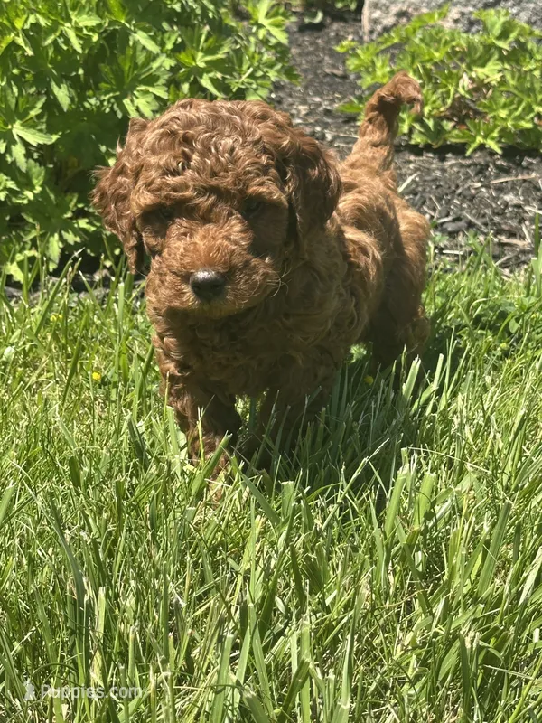 Male Mini Doodle  – Goldendoodle puppy for sale in New Haven, MI