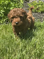 Male Mini Doodle , a male Goldendoodle for sale in New Haven, MI – 1 of 5