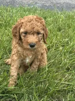 Mini Goldendoodles , a female Goldendoodle for sale in New Haven, MI – 4 of 4