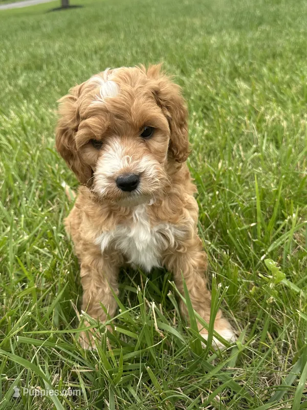 Goldendoodle – Goldendoodle puppy for sale in New Haven, MI