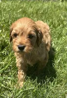 Male Mini Doodle , a male Goldendoodle for sale in New Haven, MI – 3 of 5