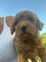Mini Goldendoodle , a female Goldendoodle for sale in New Haven, MI – 2 of 3