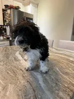 Berny , a female Miniature Bernedoodle for sale in New Haven, MI – 2 of 4