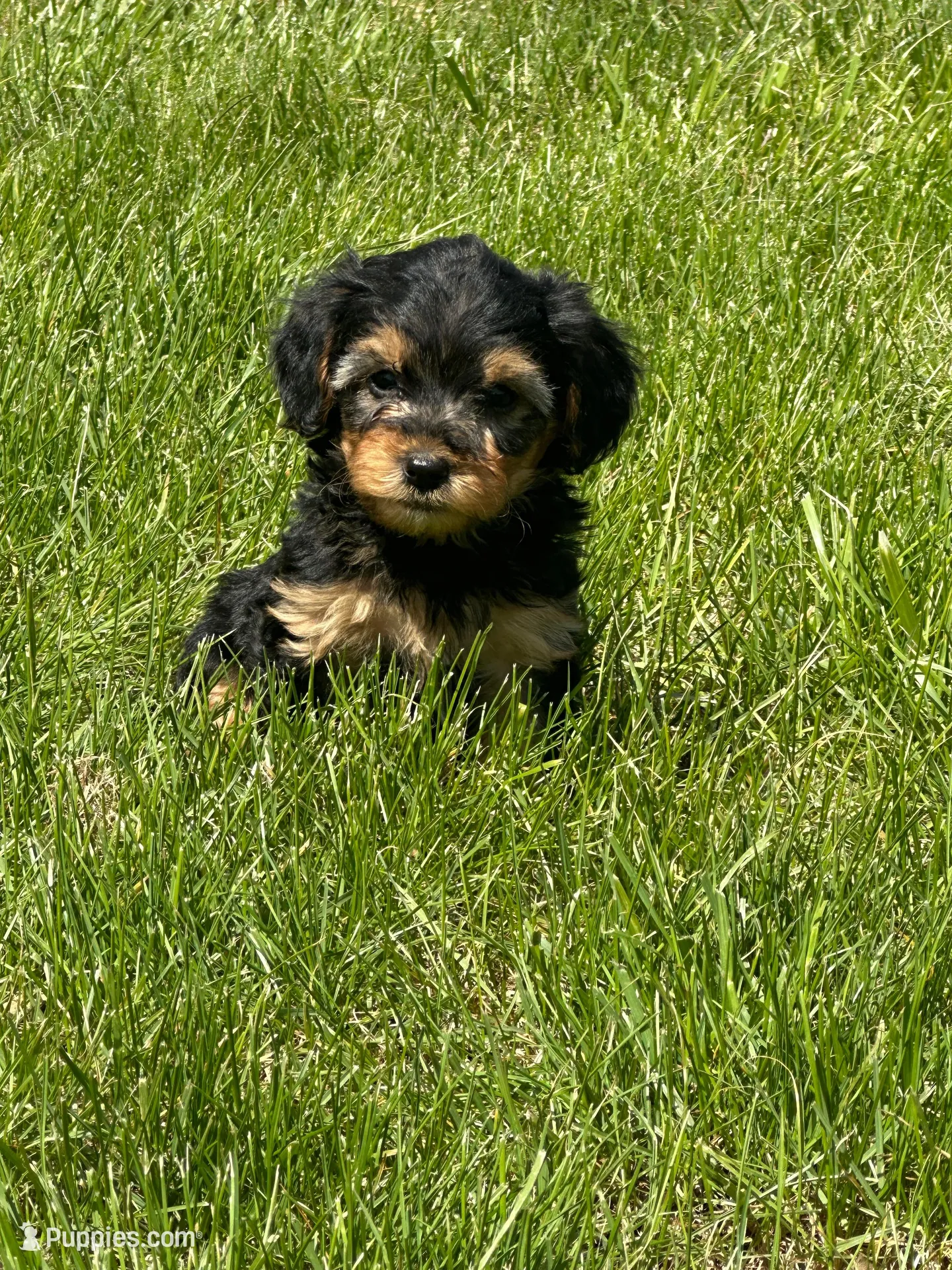 Yorkipoo, a male Yorkipoo for sale in New Haven, MI – Photo 1 of 5