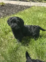 Yorkipoo, a male Yorkipoo for sale in New Haven, MI – Photo 2 of 5
