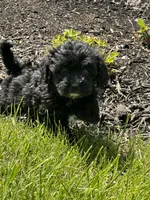 Yorkipoo, a male Yorkipoo for sale in New Haven, MI – Photo 5 of 5