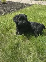 Yorkipoo, a male Yorkipoo for sale in New Haven, MI – Photo 4 of 5