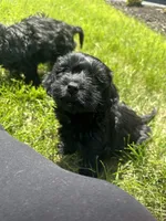 Yorkipoo, a male Yorkipoo for sale in New Haven, MI – Photo 3 of 5