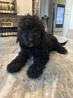 Wendy, a female Miniature Bernedoodle for sale in New Haven, MI – 2 of 3