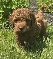 Male Mini Doodle , a male Goldendoodle for sale in New Haven, MI – 2 of 5