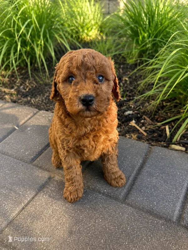Mini Goldendoodle  – Goldendoodle puppy for sale in New Haven, MI