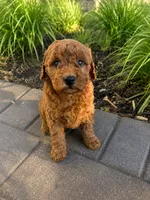 Mini Goldendoodle , a female Goldendoodle for sale in New Haven, MI – 1 of 3