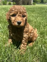 Male Mini Doodle , a male Goldendoodle for sale in New Haven, MI – 5 of 5