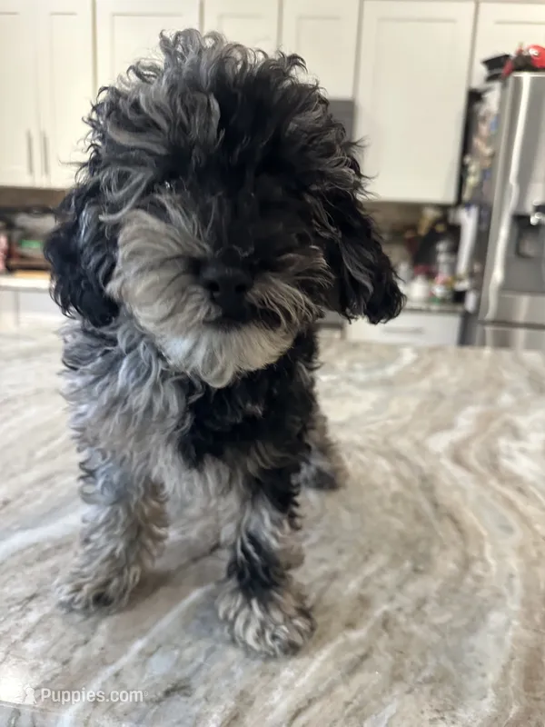 Cockapoo – Cockapoo puppy for sale in New Haven, MI