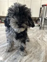 Cockapoo, a female Cockapoo for sale in New Haven, MI – 1 of 3
