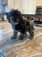 Cockapoo, a female Cockapoo for sale in New Haven, MI – 2 of 3