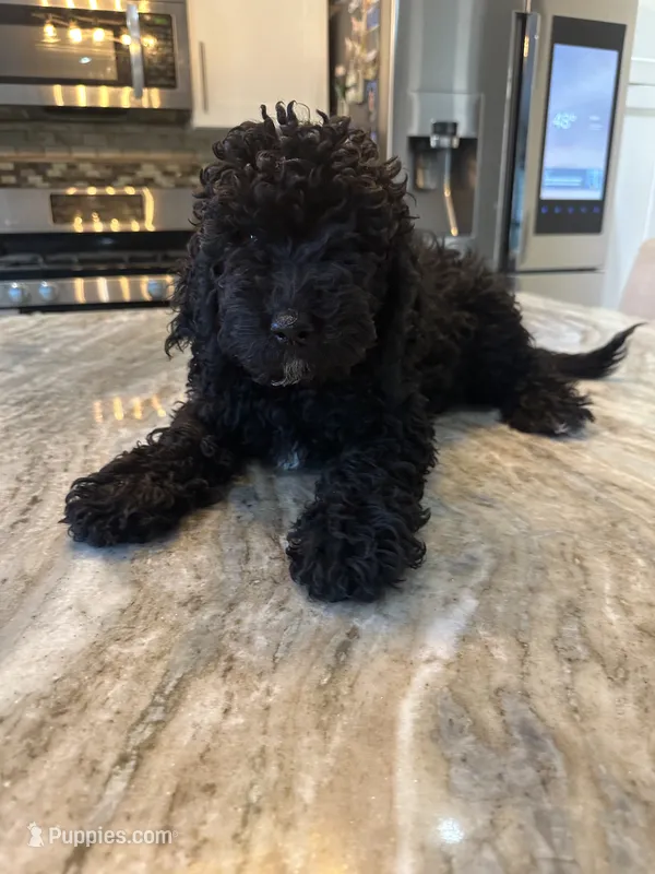 Wendy – Miniature Bernedoodle puppy for sale in New Haven, MI