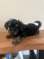 Yorkiepoo, a female Yorkipoo for sale in New Haven, MI – 3 of 4
