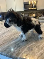 Berny , a female Miniature Bernedoodle for sale in New Haven, MI – 3 of 4