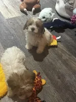 Yorkipoo, a male Yorkipoo for sale in New Haven, MI – Photo 3 of 3