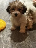 Yorkipoo, a male Yorkipoo for sale in New Haven, MI – Photo 2 of 3