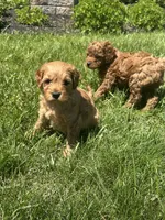 Male Mini Doodle , a male Goldendoodle for sale in New Haven, MI – 4 of 5