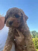 Mini Goldendoodle , a female Goldendoodle for sale in New Haven, MI – 3 of 3