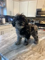 Cockapoo, a female Cockapoo for sale in New Haven, MI – 3 of 3