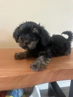Yorkiepoo, a female Yorkipoo for sale in New Haven, MI – 1 of 4