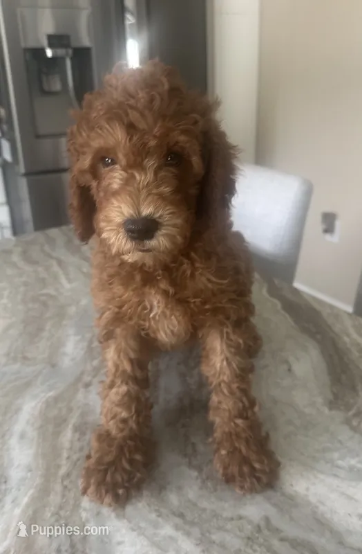 Goldendoodle – Goldendoodle puppy for sale in New Haven, MI
