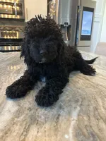 Wendy, a female Miniature Bernedoodle for sale in New Haven, MI – 3 of 3