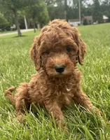 Mini Goldendoodles , a female Goldendoodle for sale in New Haven, MI – 2 of 4