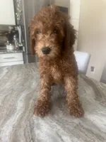 Goldendoodle, a female Goldendoodle for sale in New Haven, MI – 2 of 3