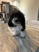 Berny , a female Miniature Bernedoodle for sale in New Haven, MI – 4 of 4