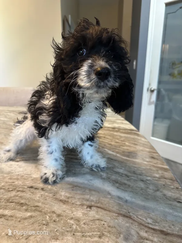 Berny  – Miniature Bernedoodle puppy for sale in New Haven, MI