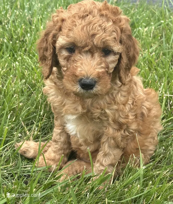 Mini Goldendoodles  – Goldendoodle puppy for sale in New Haven, MI