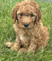 Mini Goldendoodles , a female Goldendoodle for sale in New Haven, MI – 1 of 4
