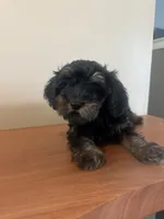Yorkiepoo, a female Yorkipoo for sale in New Haven, MI – 4 of 4