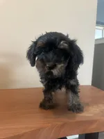 Yorkiepoo, a female Yorkipoo for sale in New Haven, MI – 2 of 4
